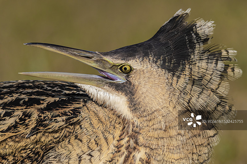 苍鹭特写，巴基斯坦旁遮普省锡亚尔科特图片素材