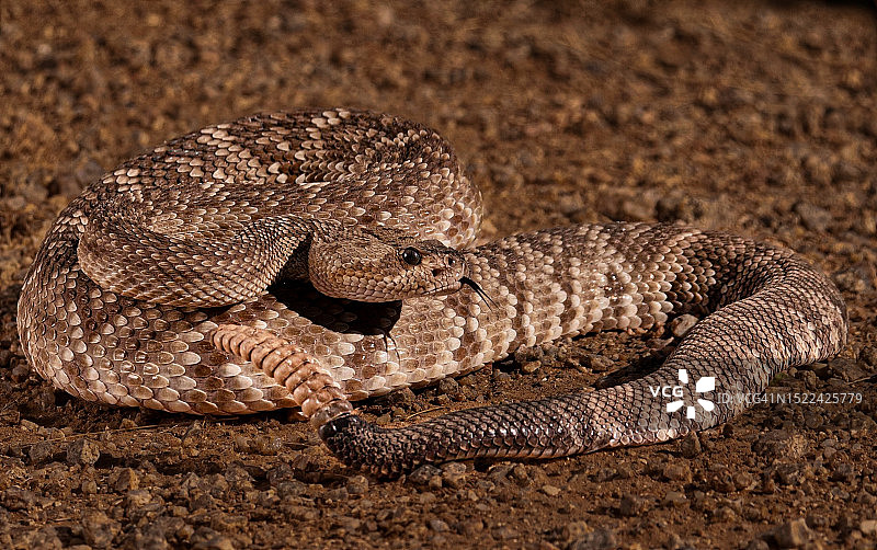 美国亚利桑那州菲尼克斯，田野上的响尾蛇特写图片素材