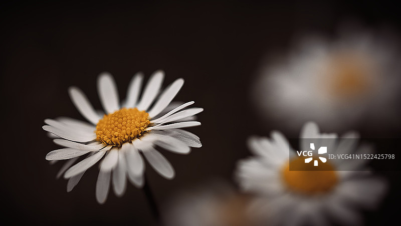 捷克共和国赫拉德茨-克拉洛韦的白色雏菊特写图片素材