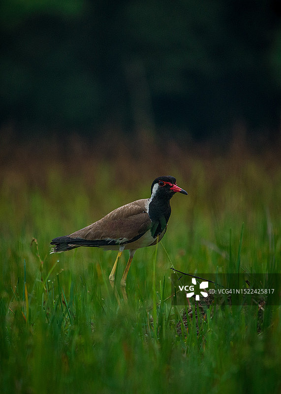 印度阿萨姆邦霍贾伊热带鸻栖息在田野上特写图片素材