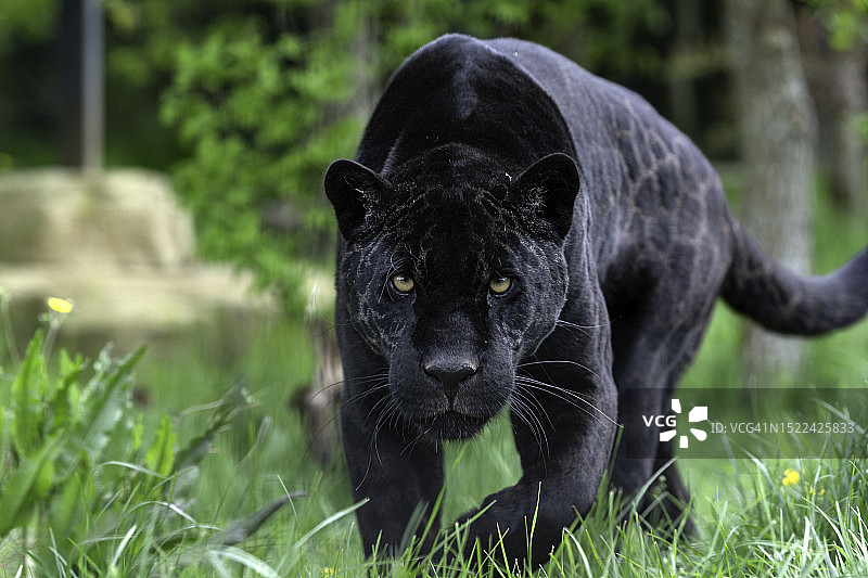 英国阿什福德斯马登田野上的黑猫特写图片素材