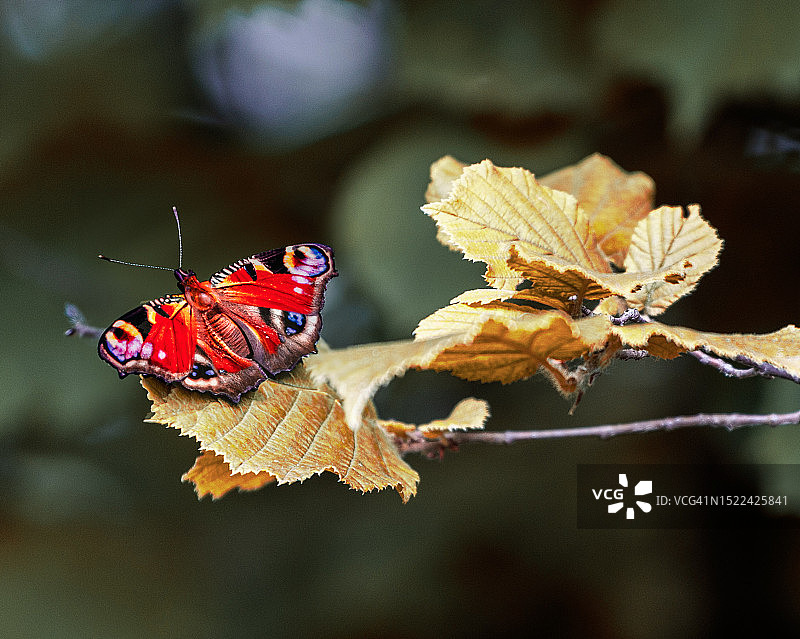 奥地利施泰尔马克州利岑植物上的蝴蝶特写图片素材