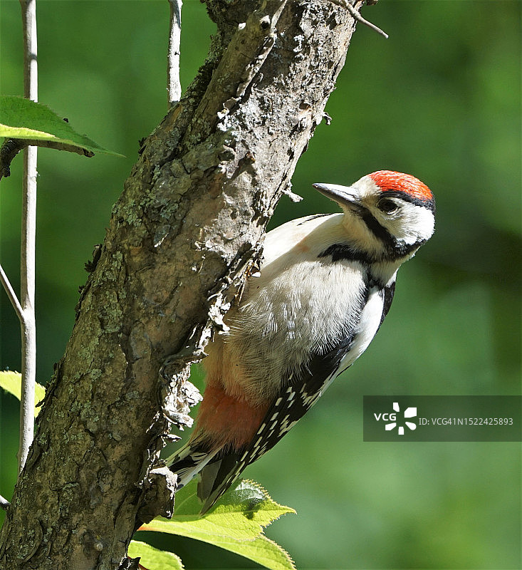 啄木鸟栖息在树上的特写图片素材