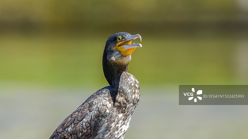 比利时岩石上栖息的鸬鹚特写图片素材