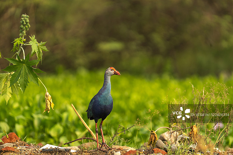 印度哈里亚纳邦古尔冈原野上栖息的黑水鸡特写图片素材