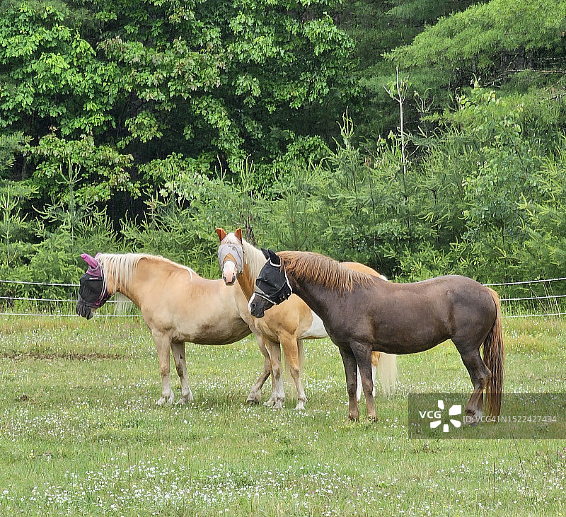 马站在美国新罕布什尔州柴郡县的田野上的侧面图图片素材