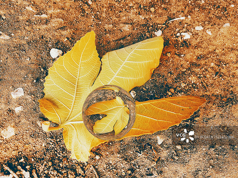 土地上黄色枫叶的高角度视图，突尼斯坚杜拜省图片素材