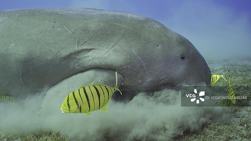 海牛和鲹鱼群在红海觅食特写图片素材