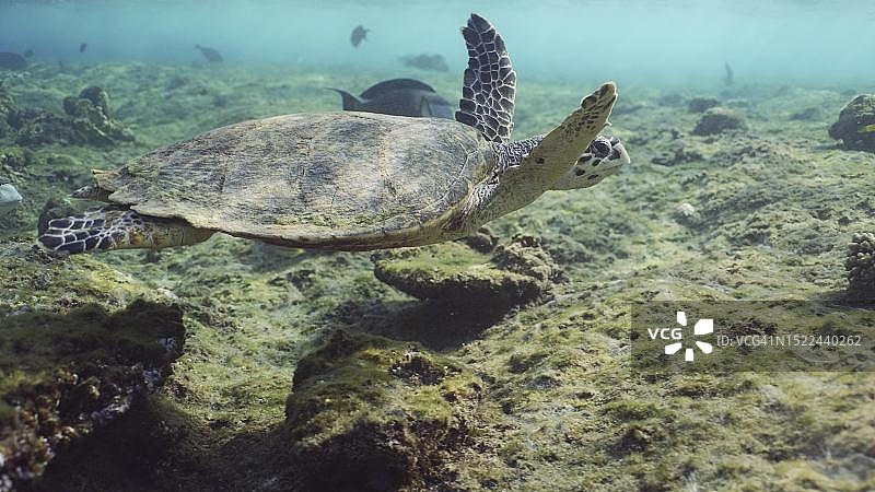 玳瑁与红海克氏 surgeon 鱼在水下畅游（埃及）图片素材