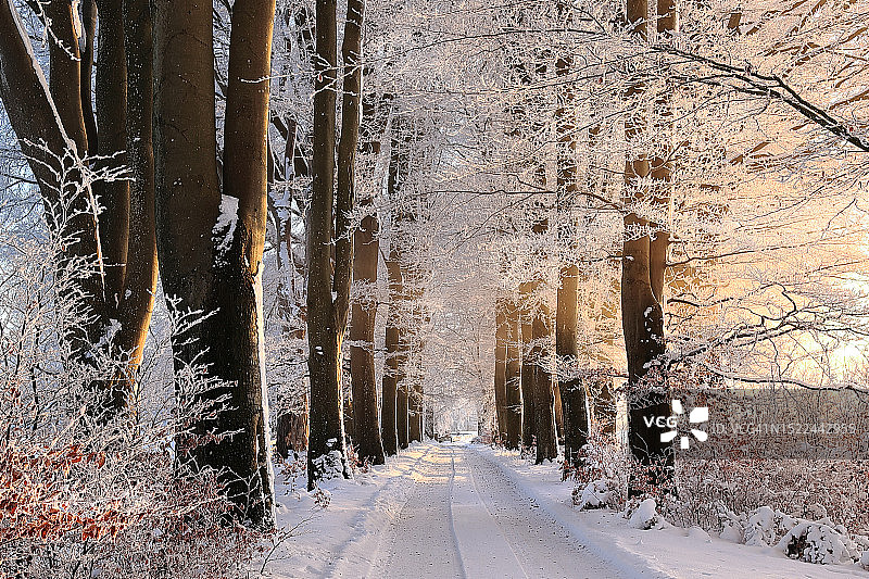 冬季白雪覆盖森林中的树木图片素材