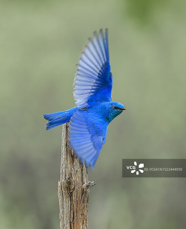 知更蓝雀栖息在木头上的特写图片素材