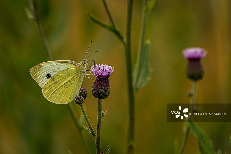 蝴蝶在紫色花朵上授粉的特写图片素材