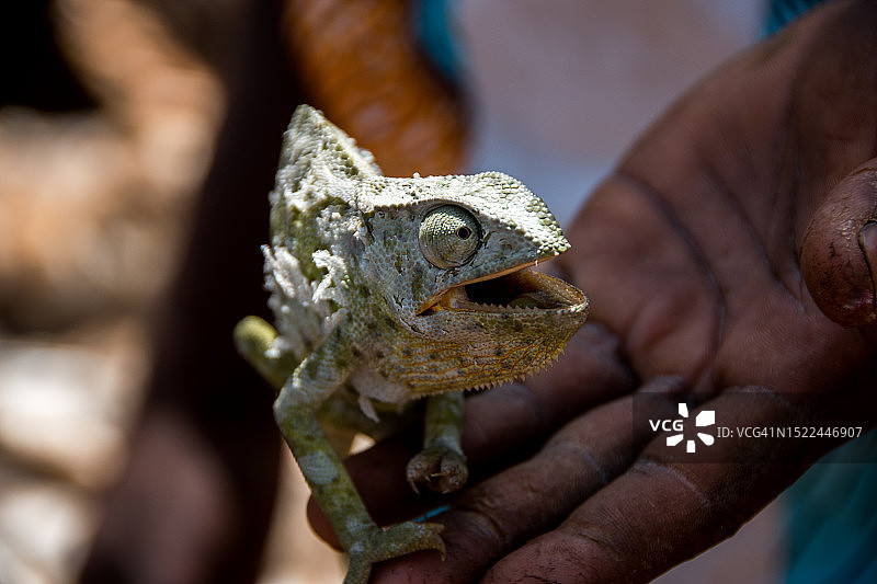 手持青蛙特写图片素材