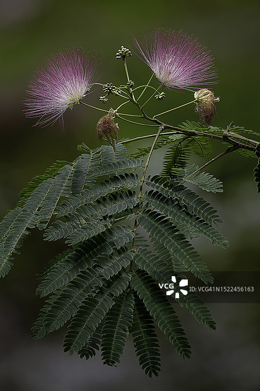 合欢树图片素材