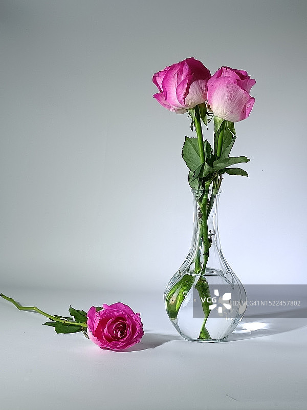 白色背景花瓶中粉色玫瑰特写图片素材