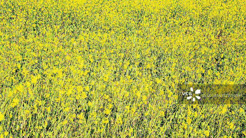 黄色花朵纹理背景图片素材