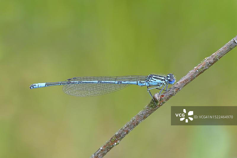 蓝色豆娘（少女豆娘属），雄性，栖息在草地植物的树枝上，位于德国北莱茵-威斯特法伦州图片素材