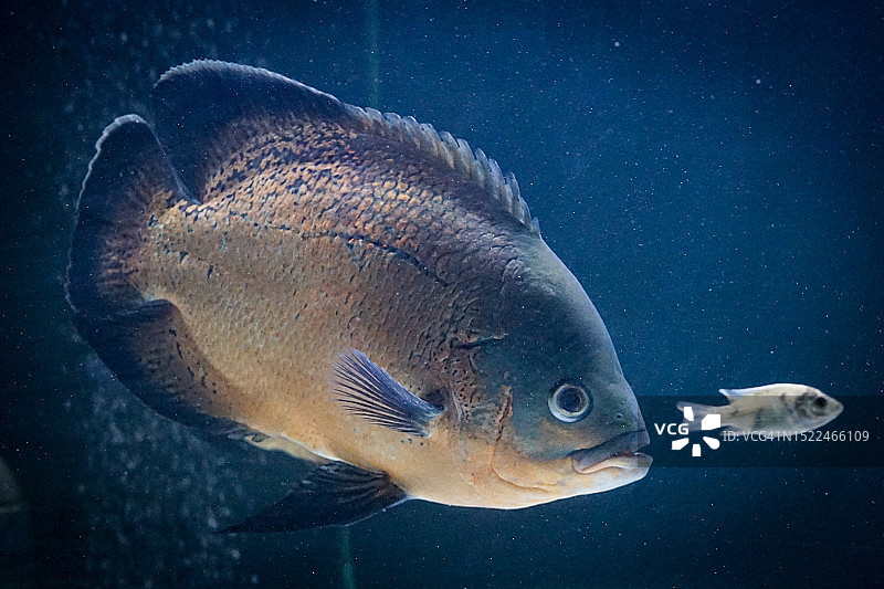 在水族馆中畅游的咸水热带鱼特写图片素材