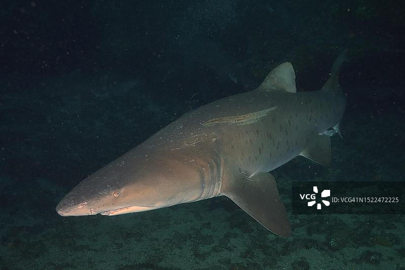 虎鲨（Carcharias taurus）洞穴，南非夸祖鲁-纳塔尔省马盖特普罗梯亚班克斯潜水点图片素材