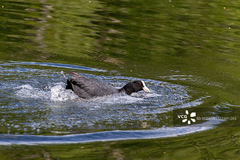 俯视：在法国伊夫林省湖中游泳的骨顶鸡图片素材