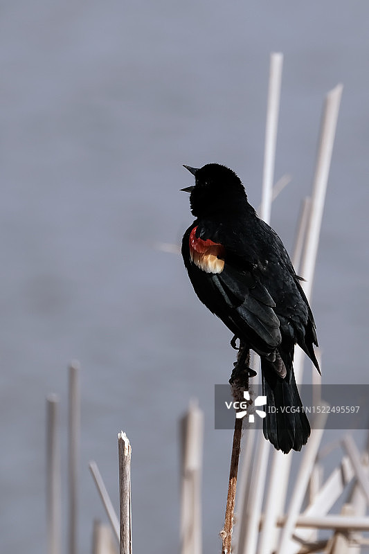 加拿大安大略省伯灵顿，栖息在木桩上的红雀特写图片素材