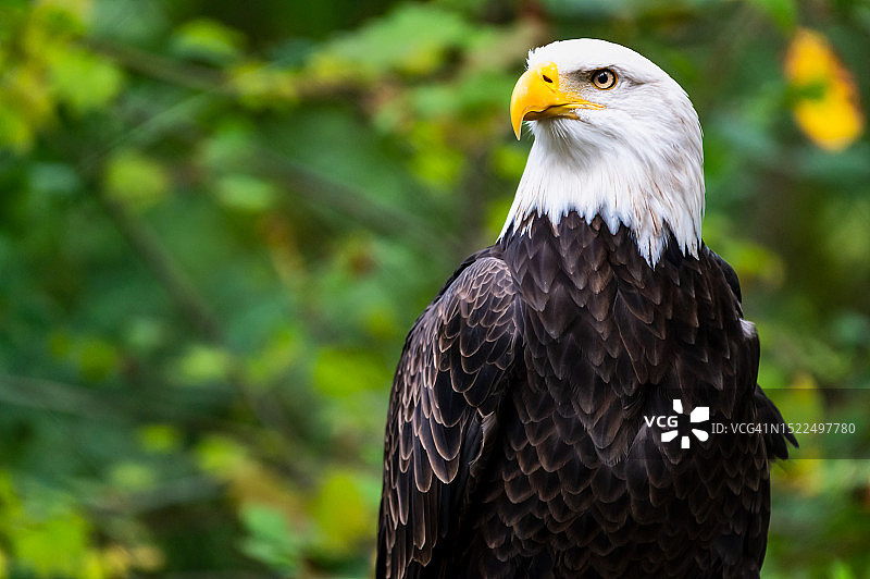 秃鹰户外栖息特写，美国图片素材