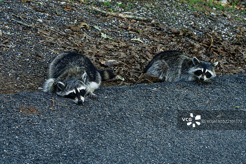 圣路易斯路面上松鼠的高角度视图图片素材
