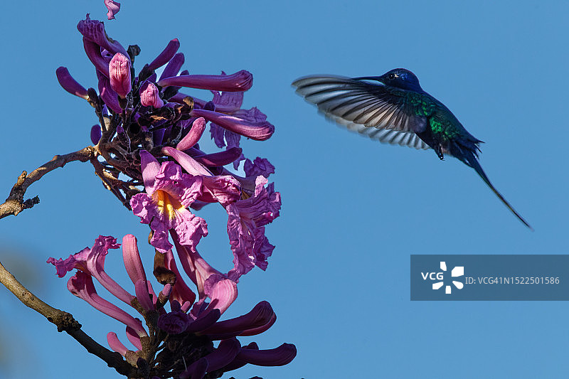 巴西伊塔蒂巴：仰视视角下的蜂鸟栖息在花朵上，背景是晴朗的蓝天图片素材
