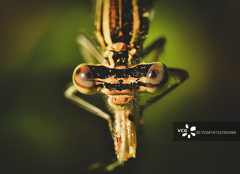 昆虫在植物上的特写图片素材