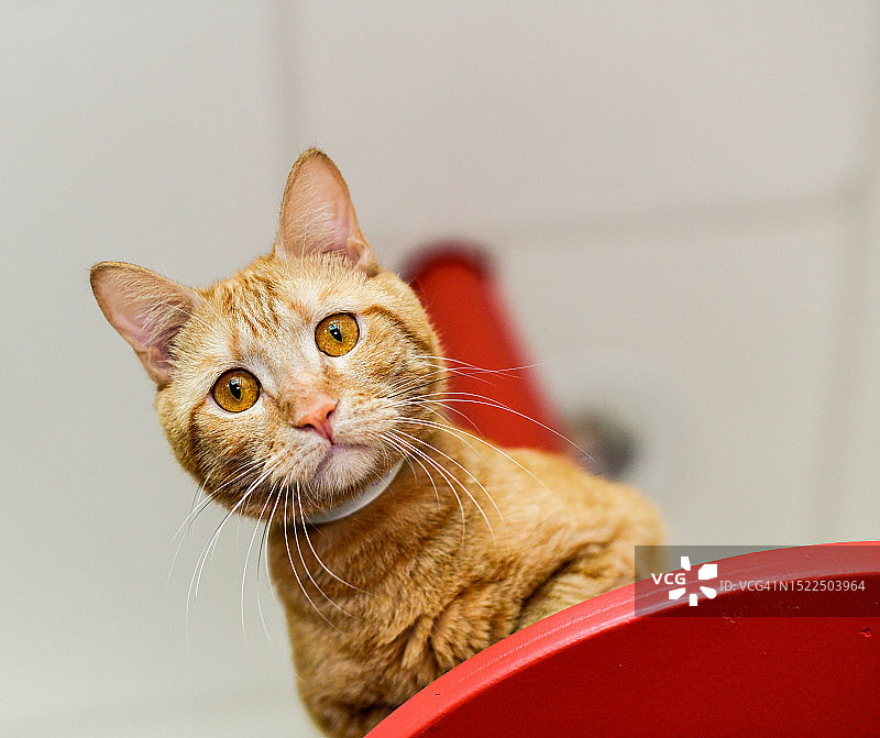 猫咪的特写 портрет，波士顿，马萨诸塞州，美国图片素材