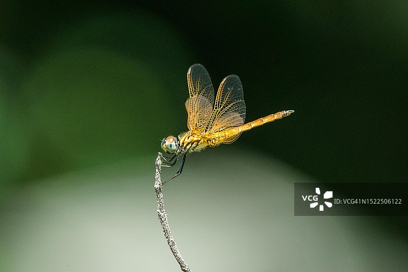 植物上的蜻蜓特写，印度图片素材