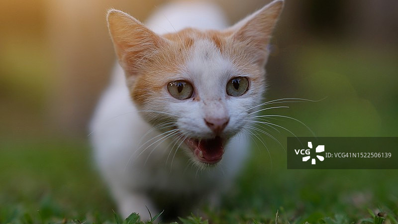 在马来西亚霹雳州吐舌头的猫特写图片素材
