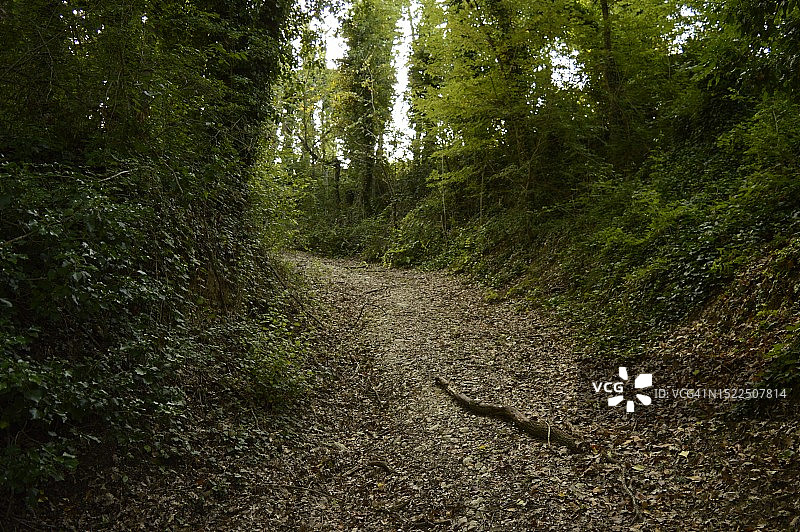 森林景观图片素材