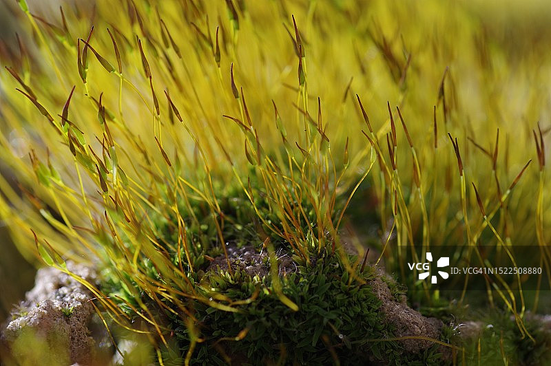 乌克兰田野上生长的苔藓特写图片素材