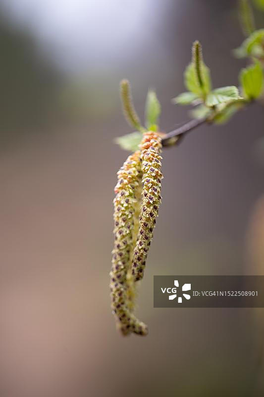 德国下萨克森的绒毛桦树花序特写图片素材