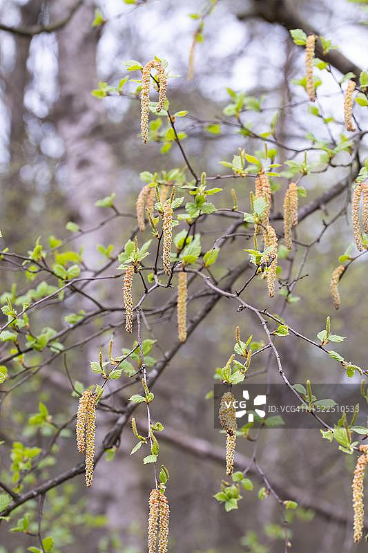 白桦树（欧洲白桦）的 inflorescences，德国下萨克森图片素材