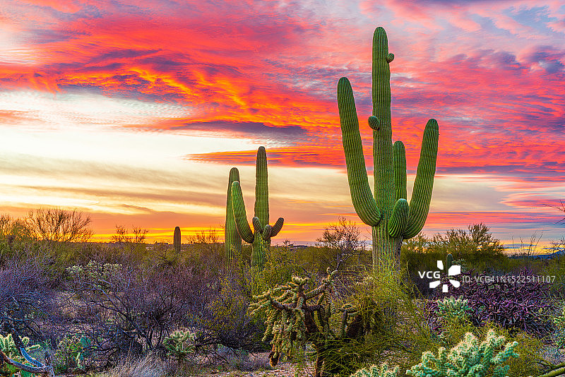 亚利桑那州图森日落时分生长的仙人掌图片素材