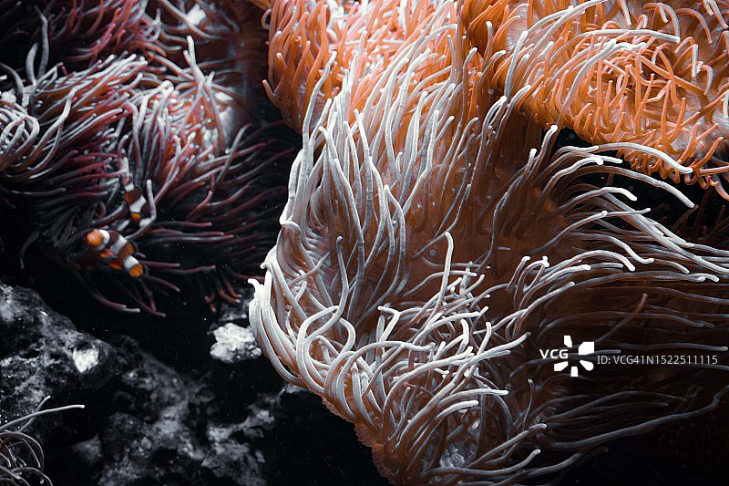 柏林海底珊瑚特写，德国图片素材