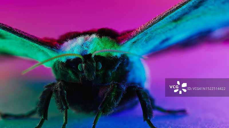 紫色花朵上的昆虫特写图片素材