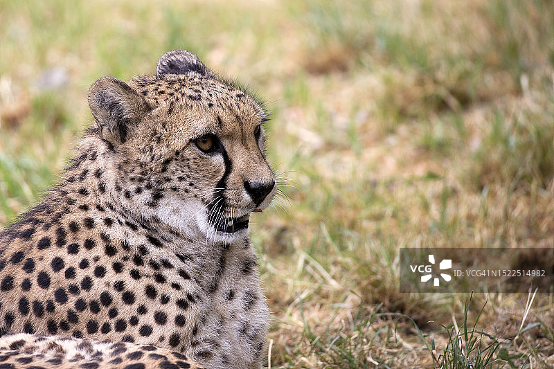 在波兰的田野里，非洲猎豹看向远方的特写图片素材