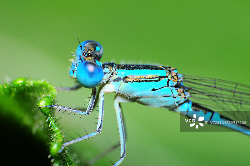 斯里兰卡加勒树叶上的昆虫特写图片素材