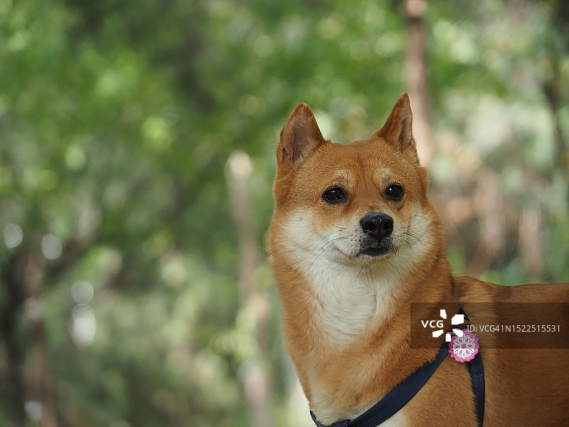 中国北京，柴犬望向别处特写图片素材