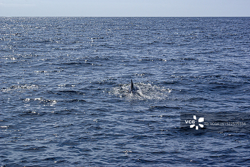 海豚在海中畅游（西班牙圣克鲁斯-德特内里费）图片素材