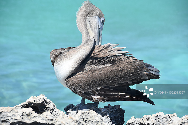 阿鲁巴岩石上栖息的鹈鹕特写图片素材