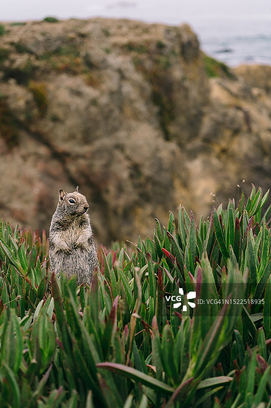 植物旁岩石上的地松鼠特写图片素材