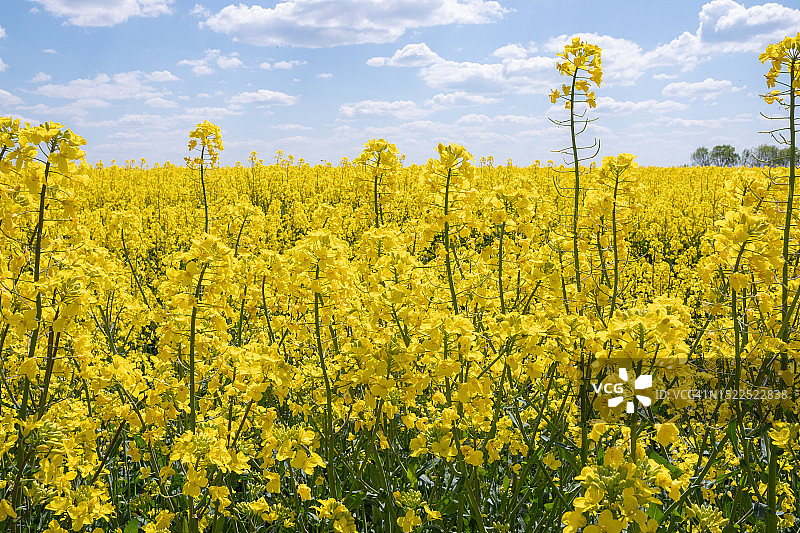 背对天空的油菜田风景图片素材