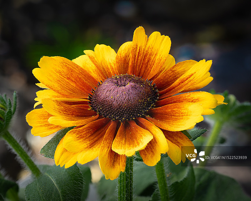 黄花的特写图片素材