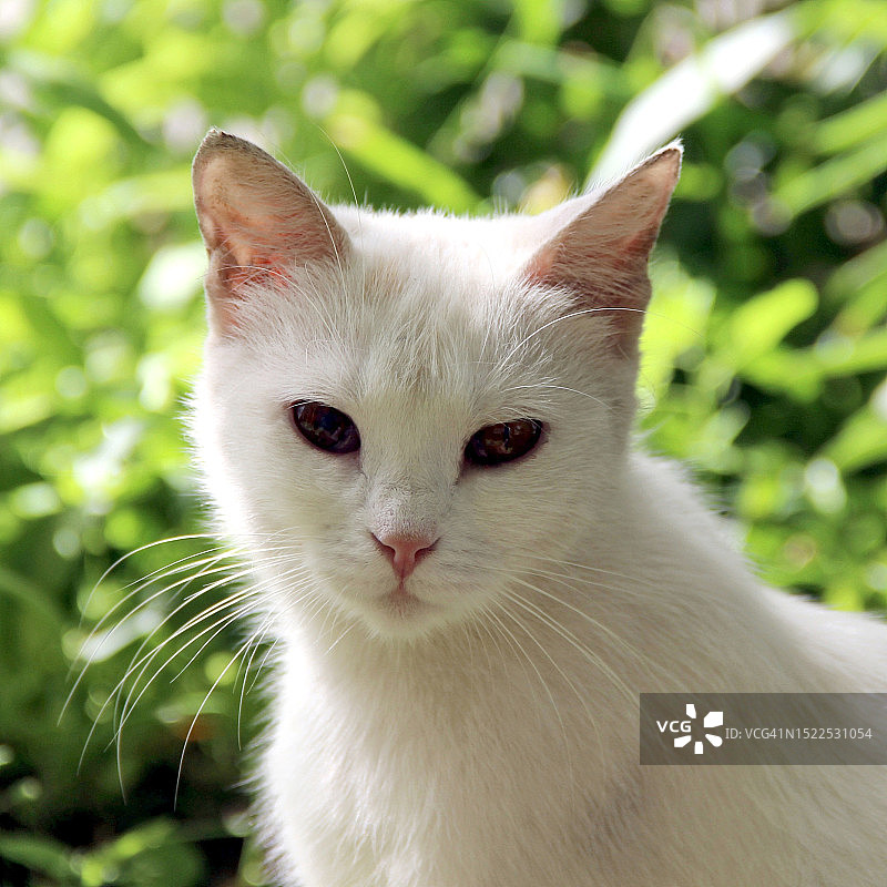 白猫的特写 портрет，俄罗斯沃洛格达州切列波韦茨图片素材