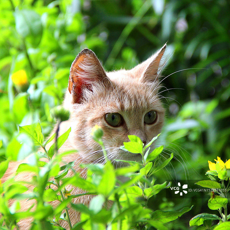 猫咪在植物上的特写 портрет,  俄罗斯沃洛格达州图片素材