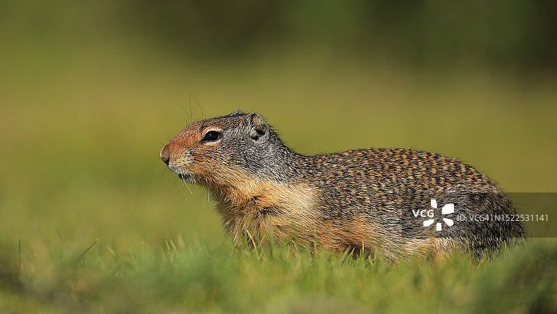 加拿大艾伯塔省班夫哥伦比亚草原松鼠的特写图片素材